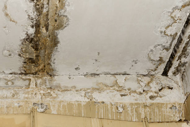 Best Water Damage & Mold Remediation  in Mesa Del Caballo, AZ