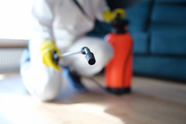 Best Mold Odor Removal Services  in Mesa Del Caballo, AZ