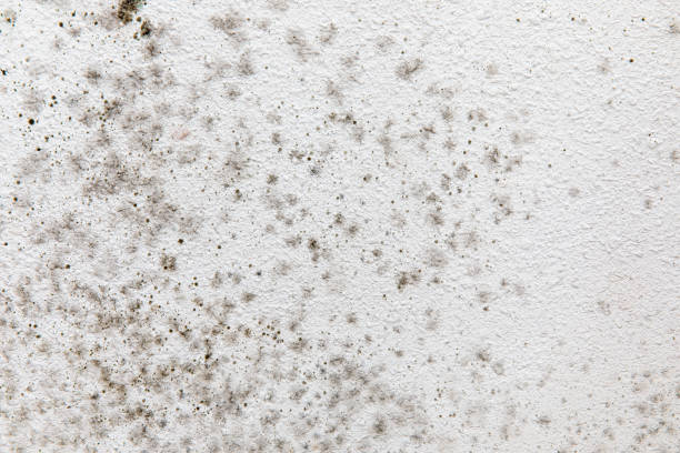 Best HVAC Mold Inspection and Cleaning  in Mesa Del Caballo, AZ