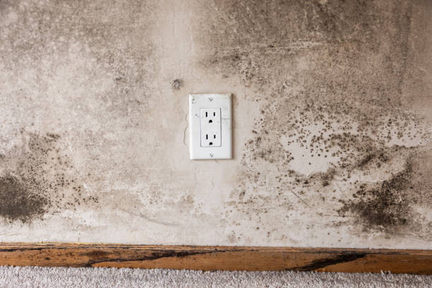 Best Basement Mold Removal  in Mesa Del Caballo, AZ