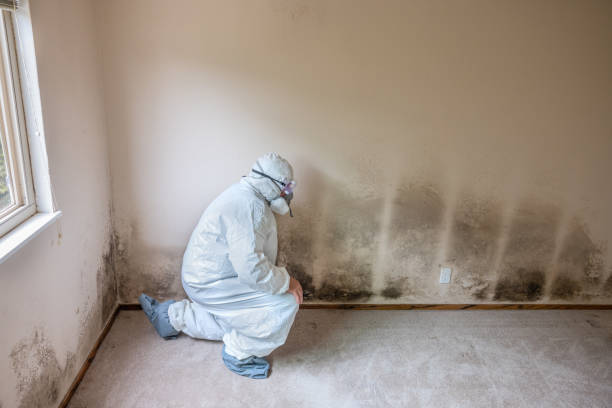 Best Residential Mold Inspection & Testing  in Mesa Del Caballo, AZ