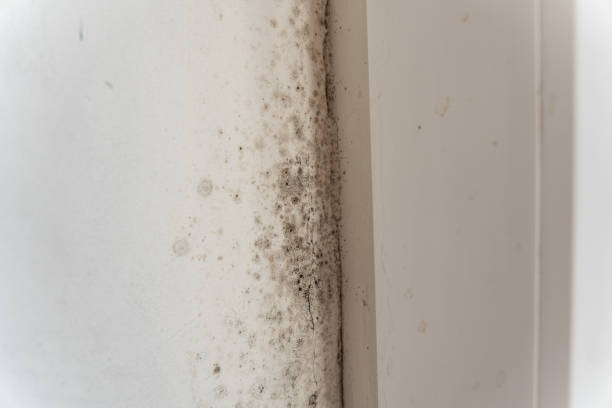 Mesa Del Caballo, AZ Mold Removal Company