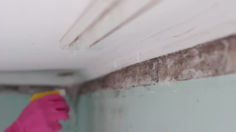 Best Black Mold Removal  in Mesa Del Caballo, AZ